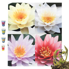 Seerose Zwergseerosen Nymphaea Teichpflanzen Set winterhart Seerosendünger Teich