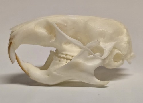 Schädel skull präparat - schädel,, skull,