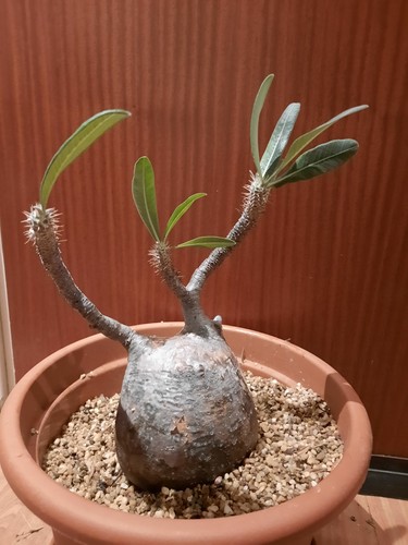 Pachypodium gracilius xxl - pachypodium,