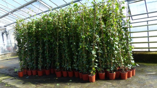 Stück efeu pflanze - efeu, hedera