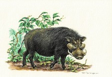 Riesenwaldschwein Paarhufer -