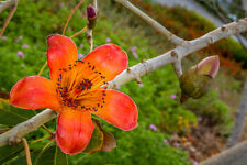 SAMEN Exot Pflanzen Samen exotische Saatgut Zimmerpflanze Zimmerbaum KAPOKBAUM