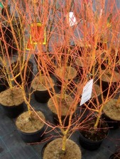Acer palmatum hoo - acer,