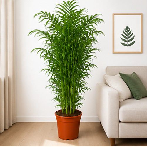 Bambuspalme chamaedorea - bambuspalme,