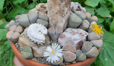20 Samen lebende Steine MIX - Lithops MIX Sukkulenten