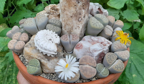 Samen blühende steine - steine, mix