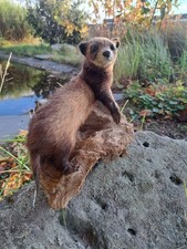 Marder Tierpräparat auf Wurzelholz montiert