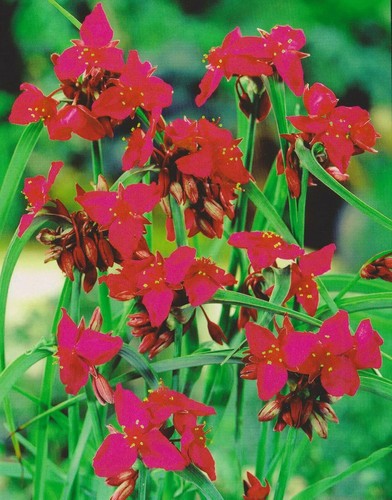 Dreimasterblume tradescantia - dreimasterblume,