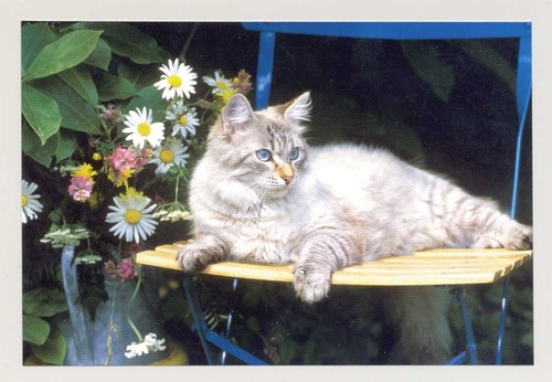 Postkarte katze neu - postkarte,