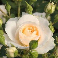 Beetrosen viele Farben/Lieferformen winterhart pflegeleicht