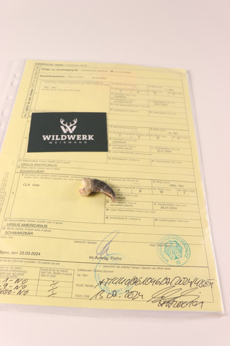 Schwarzbärkralle bärenkralle - schwarzbärkralle,