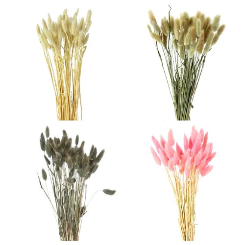 Trockenblumen samtgras strauß - samtgras,