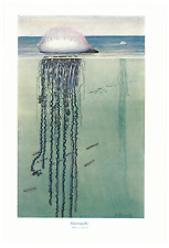 Portugiesische Galeere Physalia physalis Blasenqualle Seeblase  Farbdruck 1923