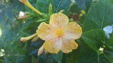 Samen wunderblume mix - 25,