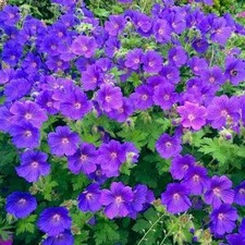 Geranium Storchschnabel blau mehrjährig 3 Pflanzen