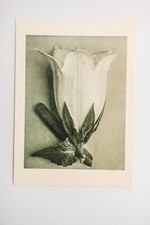 Postkarte von karl blossfeldt - von,