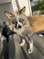 Cross Ringneck Fuchs Softmount