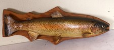 Schöne Forelle Tierpräparat