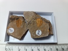 SELTENER kambrischer