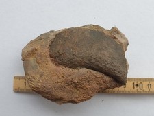 Isognomon isognomoides -