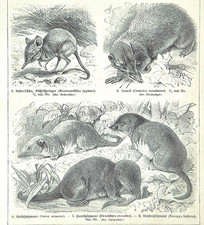 Alte Lithografie