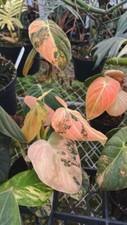 CG 2705XU Philodendron Melanochrysum Pink Variegata Kletterpflanze Samen 3 Stück