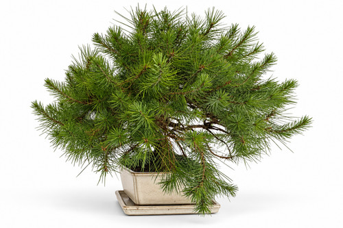 Kiefer bonsai pinus - , jahre