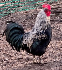 10 (keine) Bruteier aus