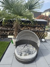 Sonnenliege Hund  Hundesofa