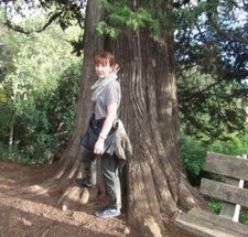 Jetzt pflanzen Berg Mammutbaum