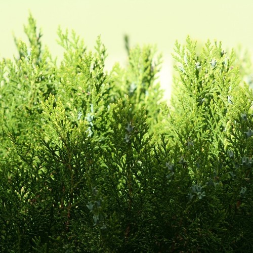 Thuja occidentalis brabant - thuja,