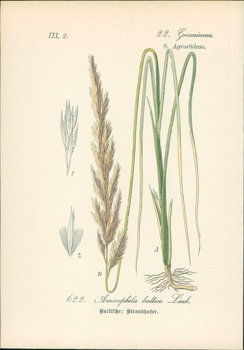 Chromolithographie - ,