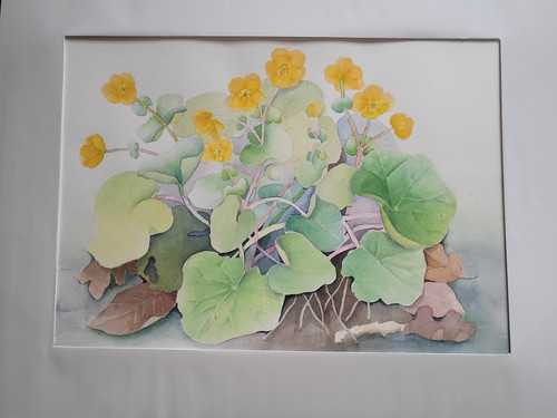 Aquarell kapuzinerkresse - aquarell,