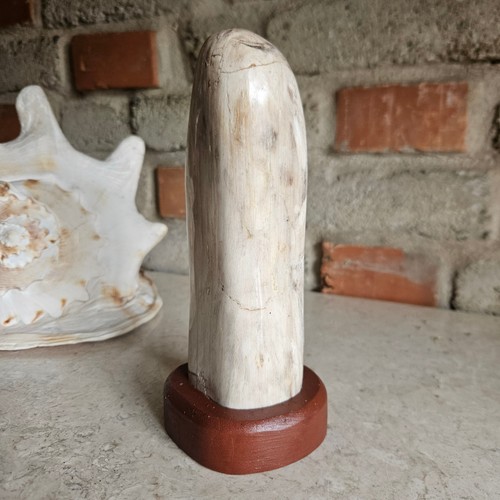 Fossil skulptur versteinertes - fossil,