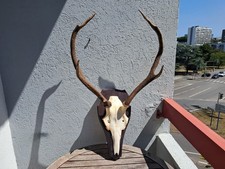 Hirsch Trophäe Elaphe 8