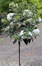 Schneeball-Stämmchen, Viburnum Eskimo, Höhe:110-120 cm + Dünger 