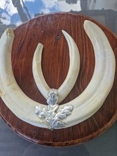  Warzenschwein Zähne auf Brett   Trophäe aus Afrika natürlich siehe Fotos! 