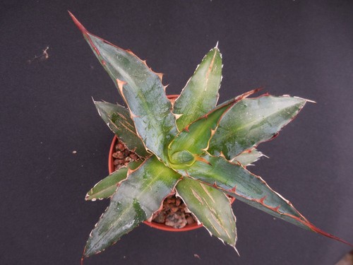 Agave funkiana fatal - funkiana, "fatal