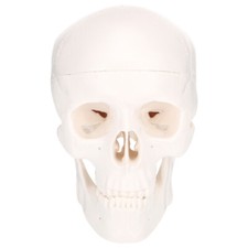  Schädel Deko Modell Anatomie