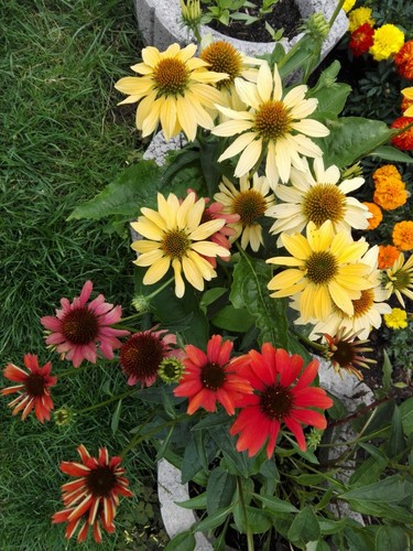 Sonnenhut mix echinacea - sonnenhut, *