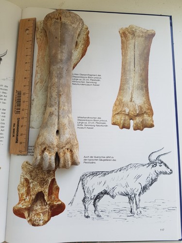 Fossilien sammlung knochen - fossilien,,