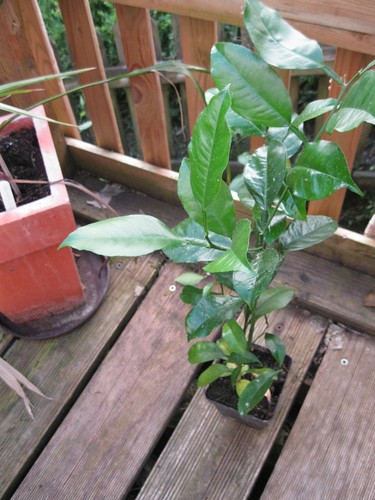 Zitruspflanze grapefruit - grapefruit,