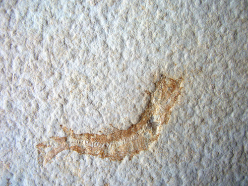 Versteinerter fisch - versteinerter,