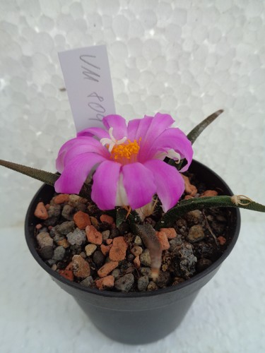 Ariocarpus agavoides vm804 - ariocarpus,
