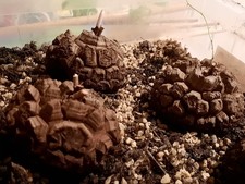 Dioscorea elephantipes