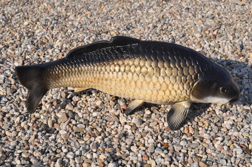Fisch koi karpfen garten - koi,