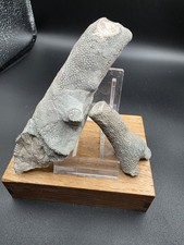 Pachypora,Gotland,2 Stücke