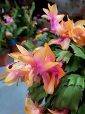 Schlumbergera Hybride "  Christmas Flame "