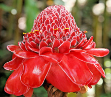 SAMEN ROTE FACKEL-INGWER-BLUME