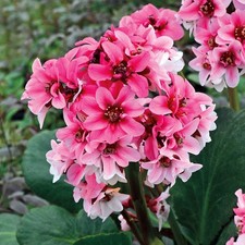 Bergenie DRAGONFLY SAKURA im